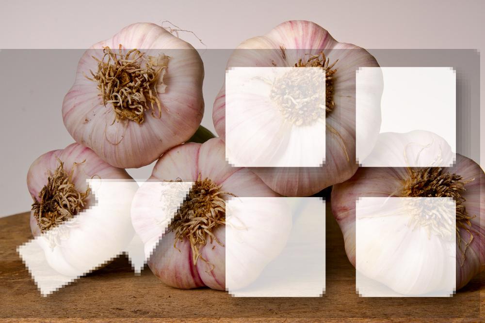 Garlic