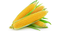 maize